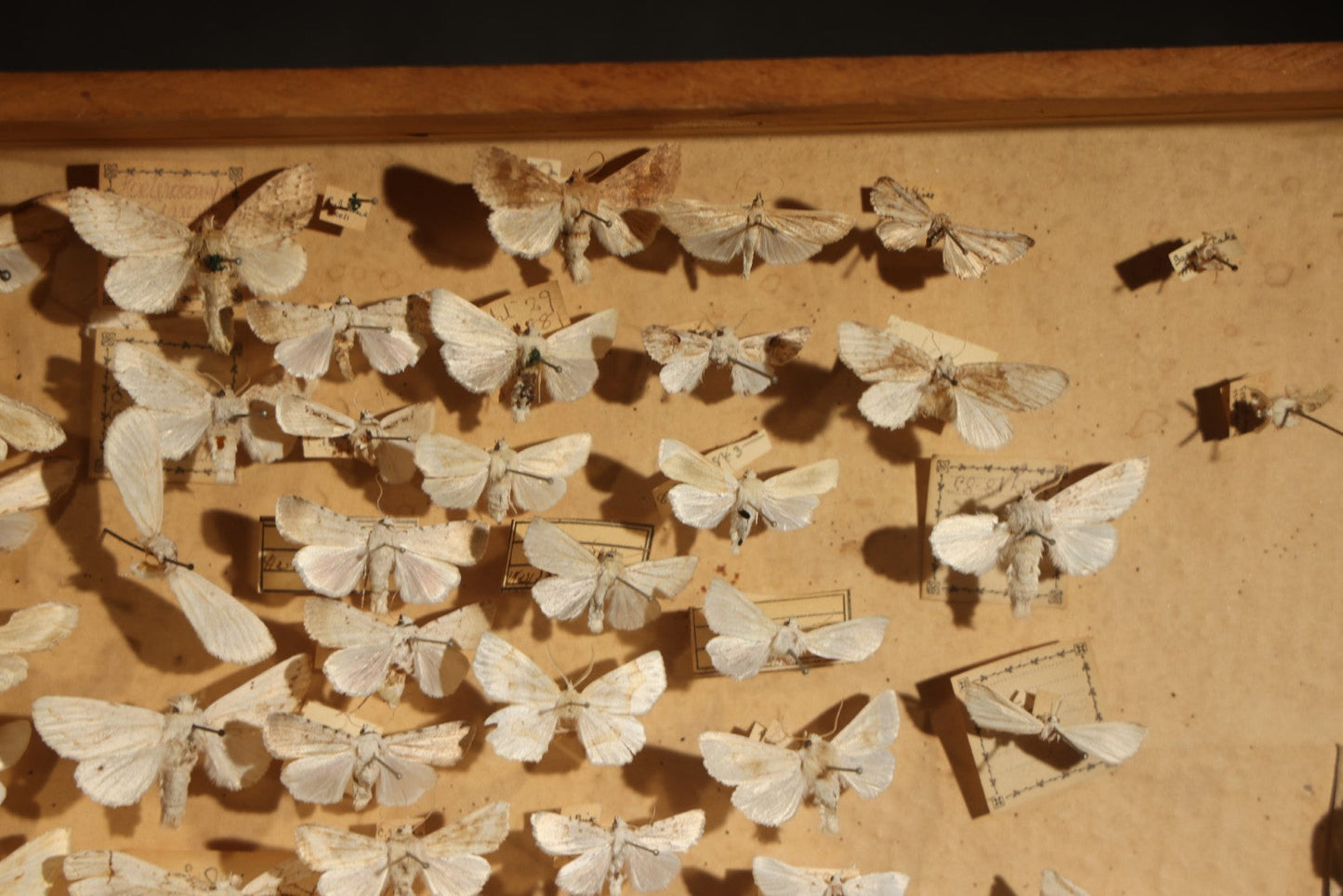 Vintage Entomological Specimen Box with Pinned Moth Collection in Two Trays