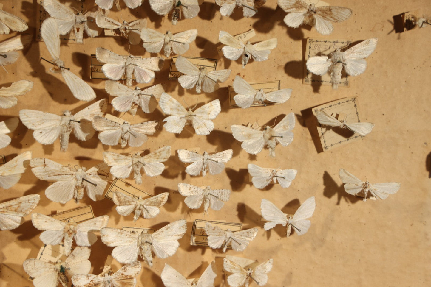 Vintage Entomological Specimen Box with Pinned Moth Collection in Two Trays