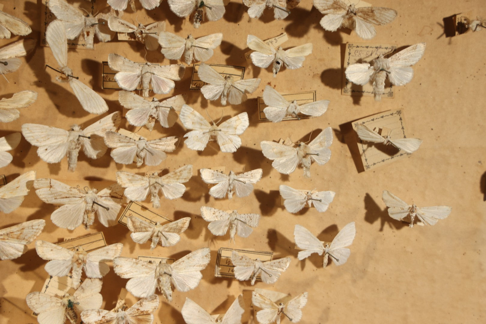 Vintage Entomological Specimen Box with Pinned Moth Collection in Two Trays