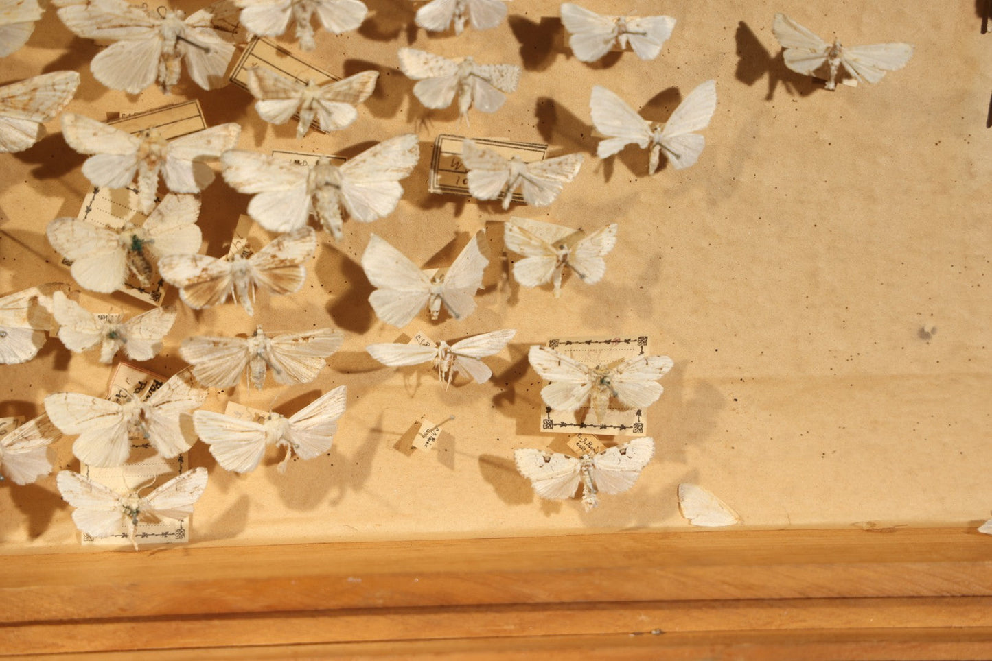 Vintage Entomological Specimen Box with Pinned Moth Collection in Two Trays