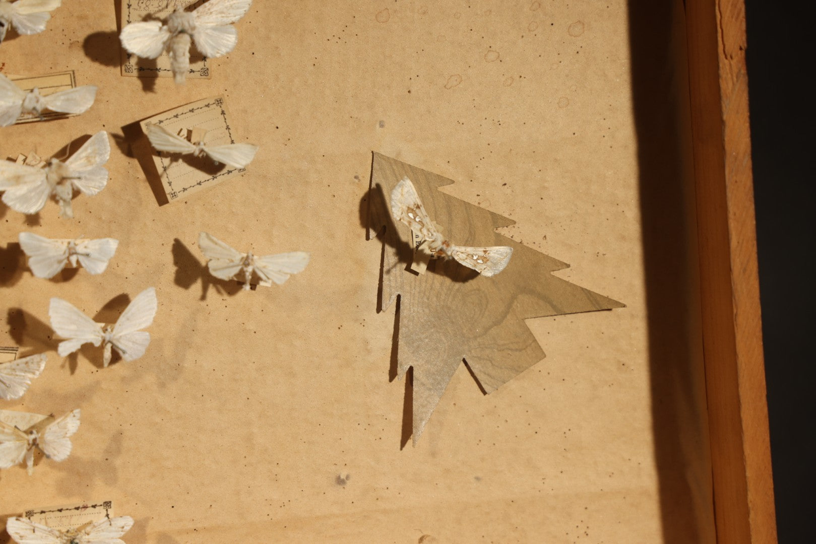 Vintage Entomological Specimen Box with Pinned Moth Collection in Two Trays