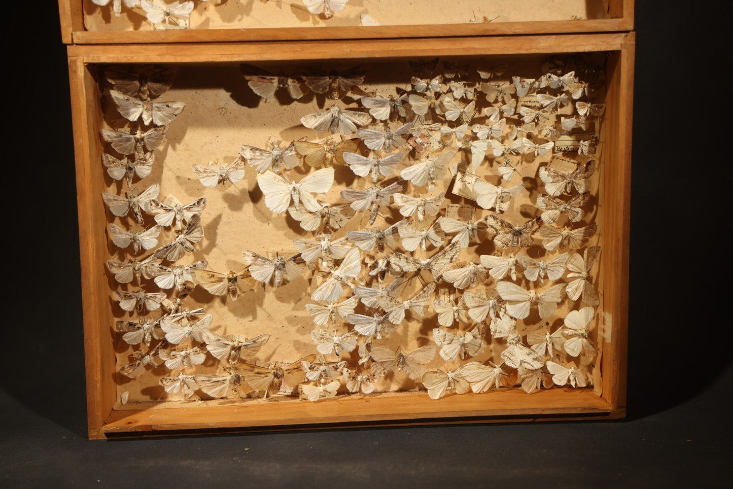 Vintage Entomological Specimen Box with Pinned Moth Collection in Two Trays