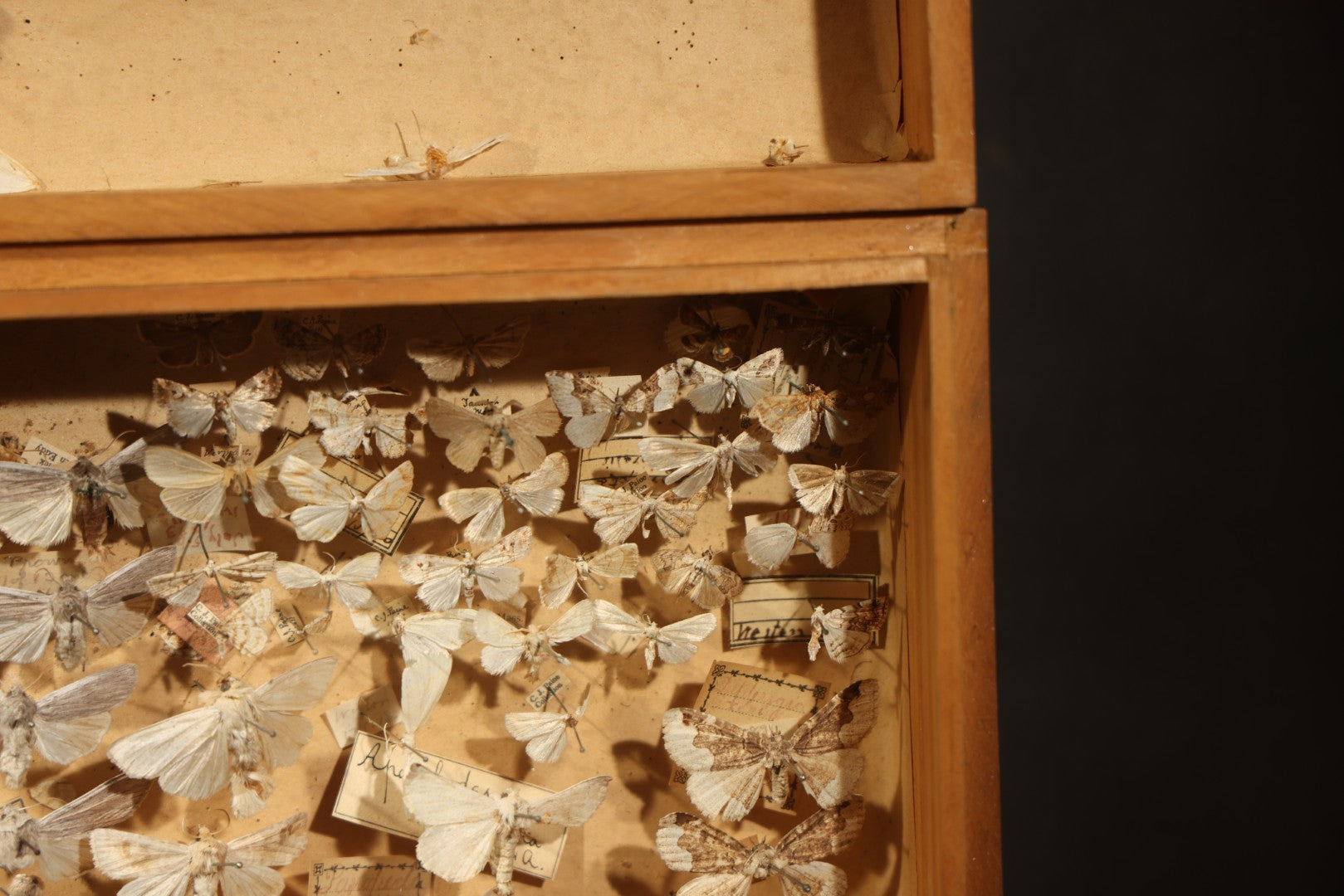 Vintage Entomological Specimen Box with Pinned Moth Collection in Two Trays