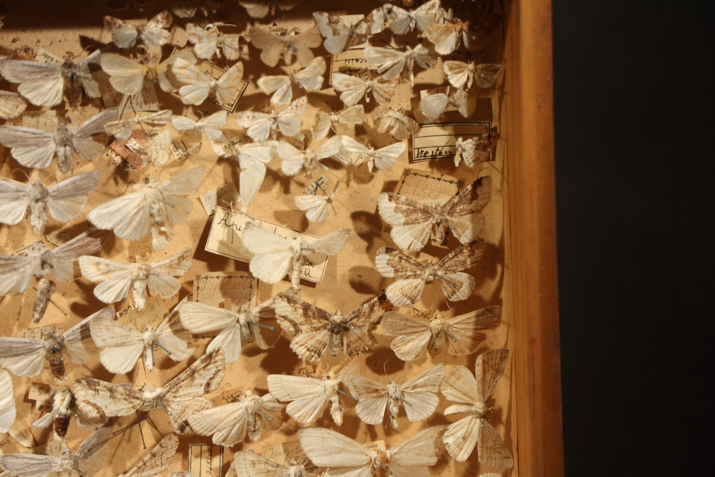 Vintage Entomological Specimen Box with Pinned Moth Collection in Two Trays