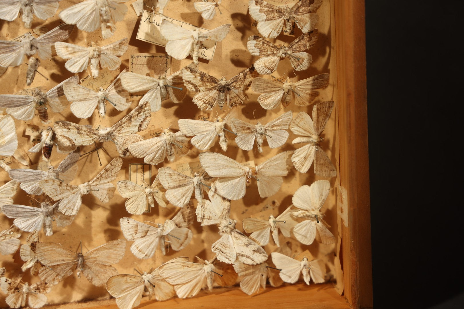 Vintage Entomological Specimen Box with Pinned Moth Collection in Two Trays