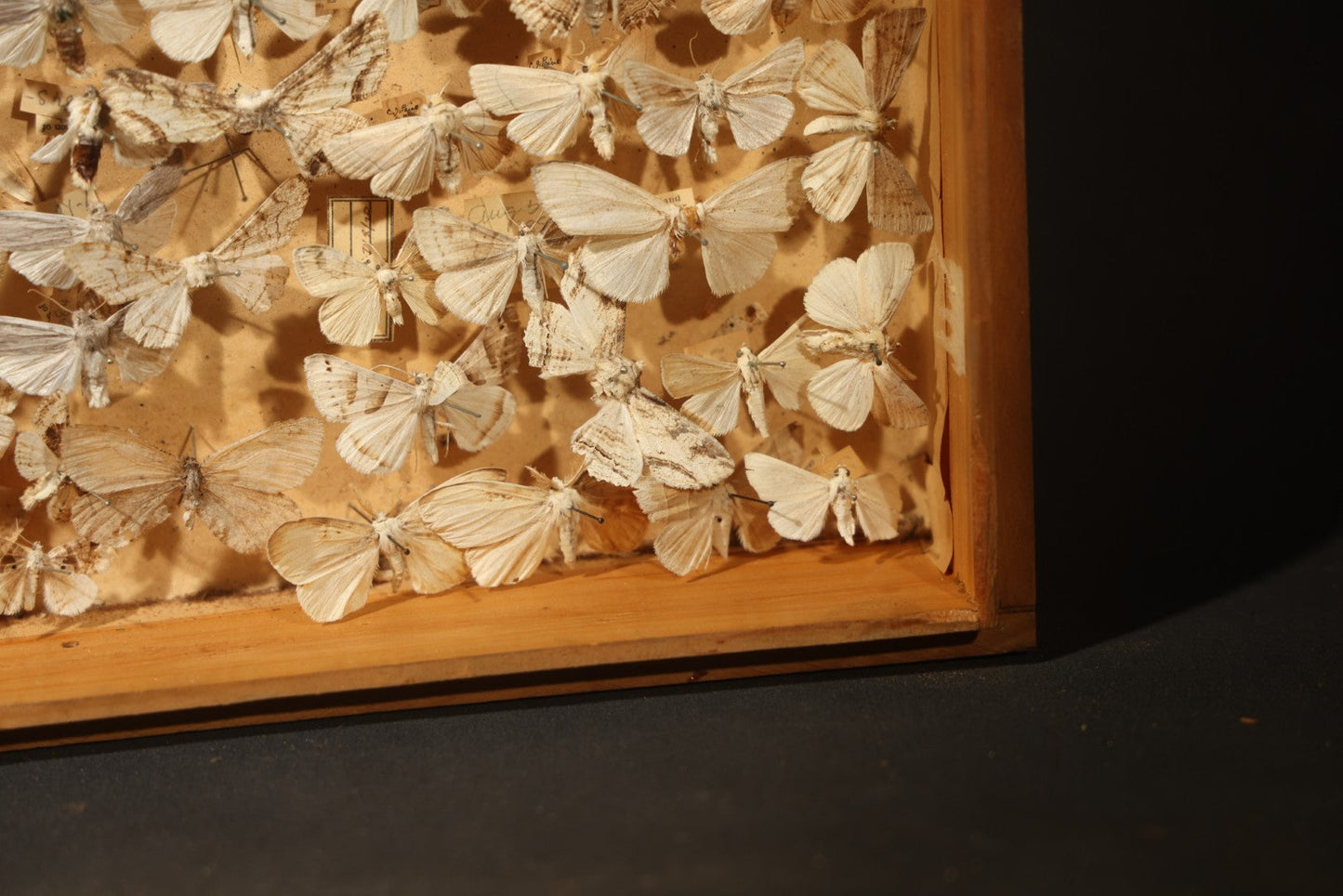 Vintage Entomological Specimen Box with Pinned Moth Collection in Two Trays
