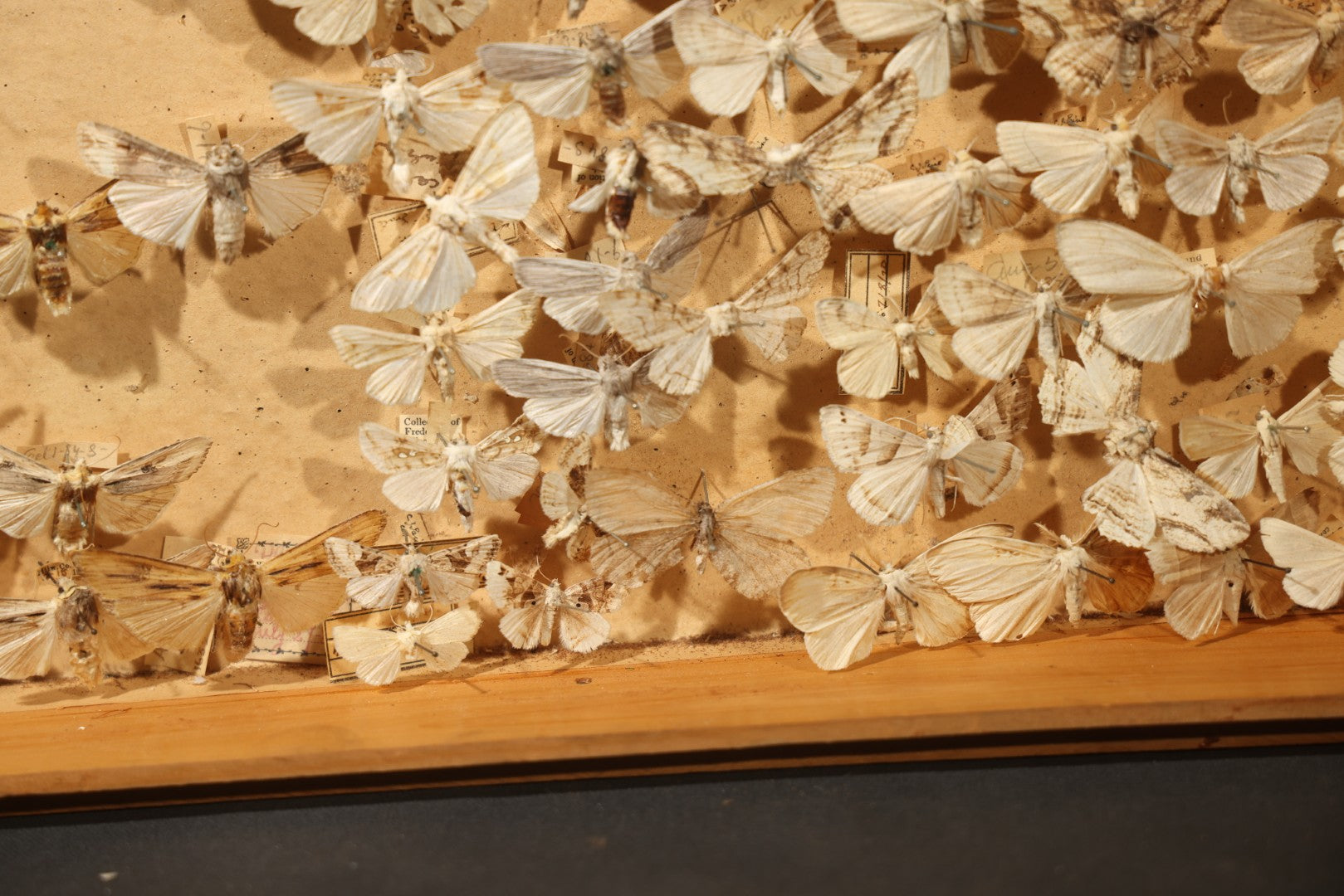 Vintage Entomological Specimen Box with Pinned Moth Collection in Two Trays