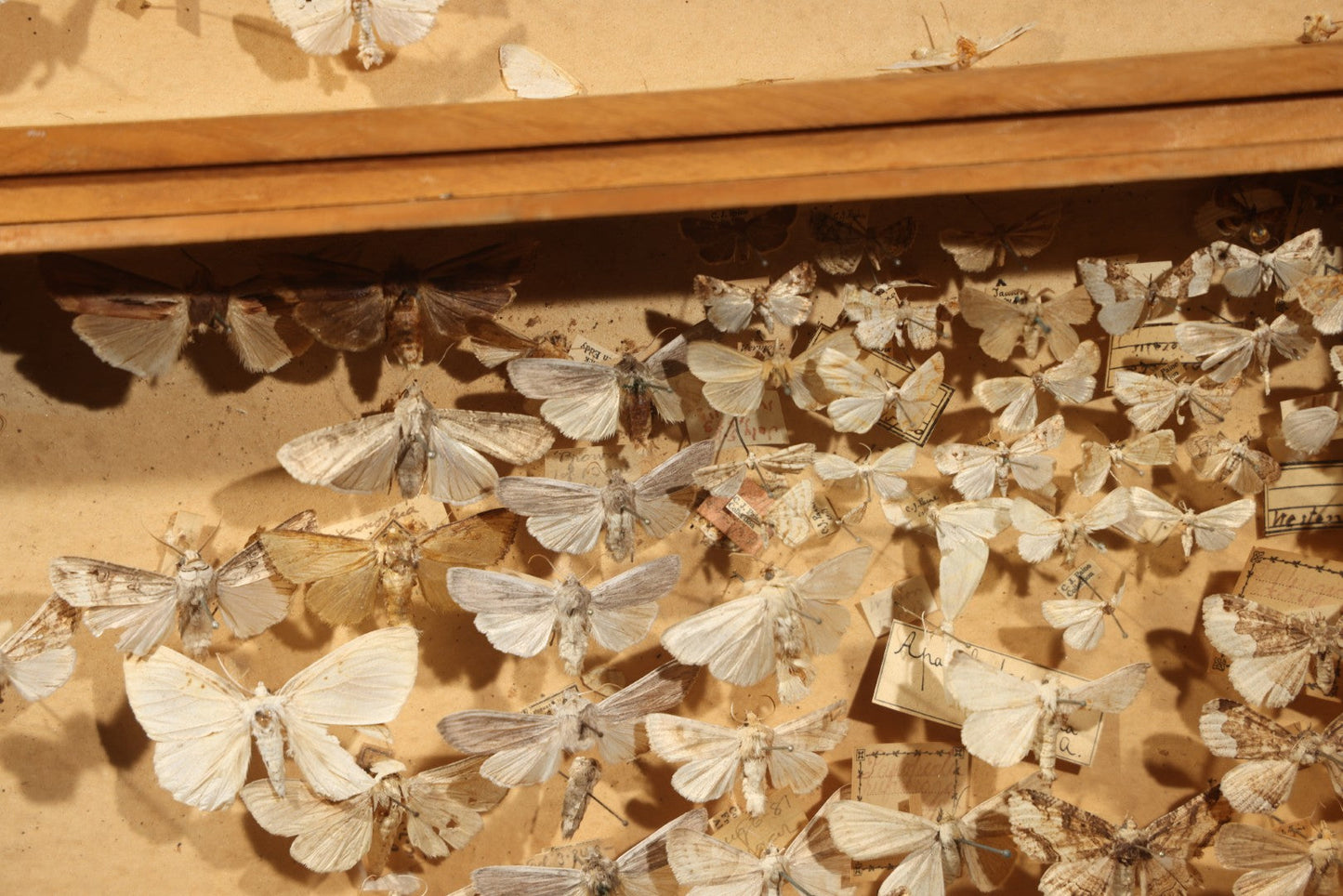 Vintage Entomological Specimen Box with Pinned Moth Collection in Two Trays