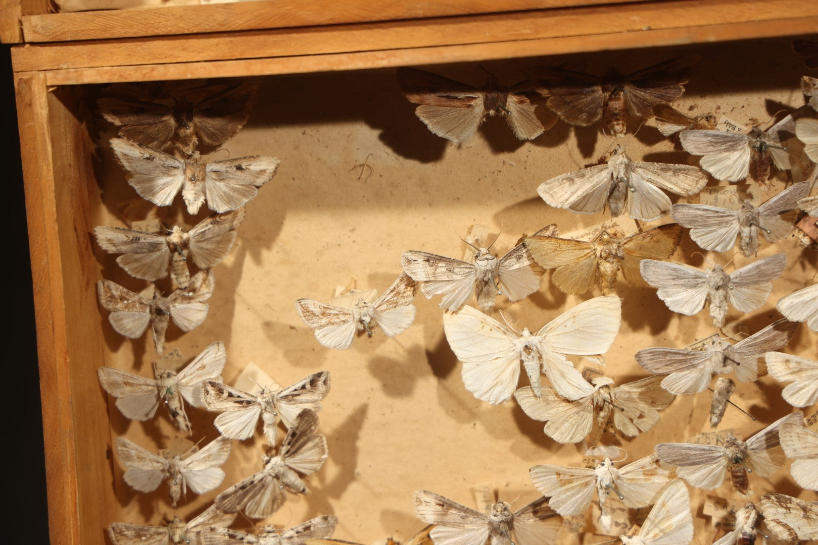 Vintage Entomological Specimen Box with Pinned Moth Collection in Two Trays