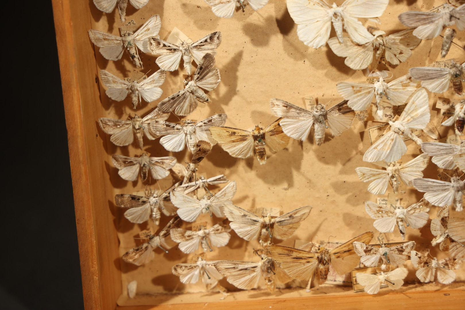 Vintage Entomological Specimen Box with Pinned Moth Collection in Two Trays
