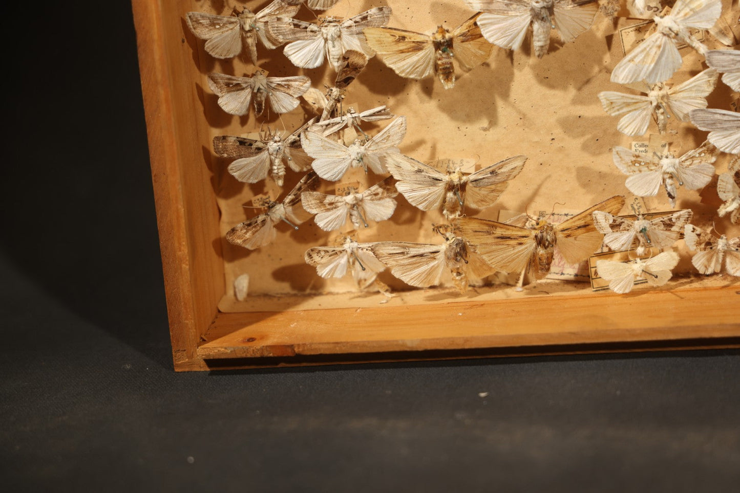 Vintage Entomological Specimen Box with Pinned Moth Collection in Two Trays