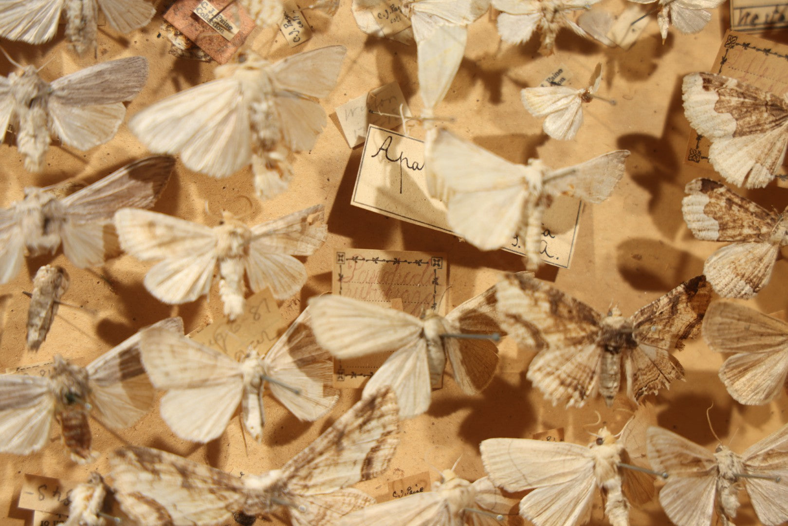 Vintage Entomological Specimen Box with Pinned Moth Collection in Two Trays