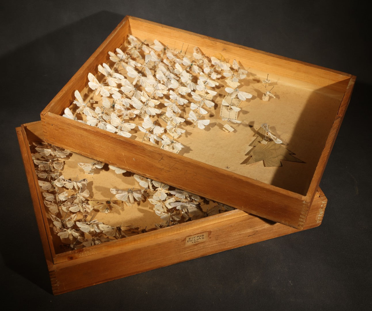 Vintage Entomological Specimen Box with Pinned Moth Collection in Two Trays