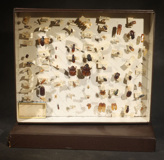 Vintage Entomological Specimen Collection Box of Pinned Coleoptera Beetles with Handwritten Identification Labels