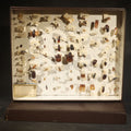 Lot 029 - Vintage Entomological Specimen Collection Box of Pinned Coleoptera Beetles with Handwritten Identification Labels, 12" L x 9-3/4" W