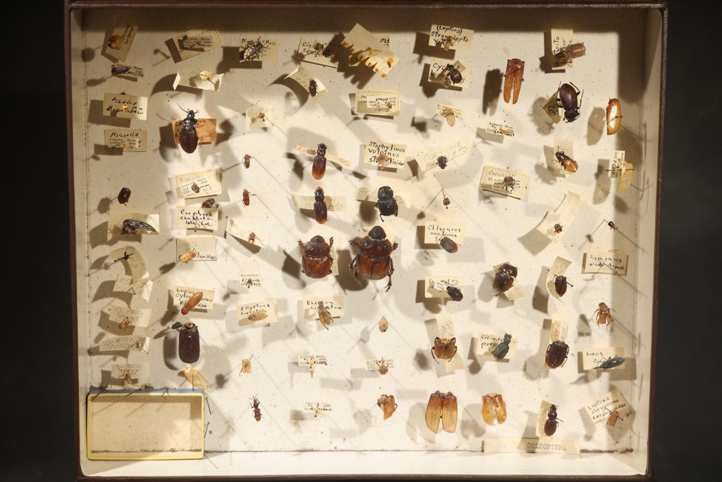 Vintage Entomological Specimen Collection Box of Pinned Coleoptera Beetles with Handwritten Identification Labels