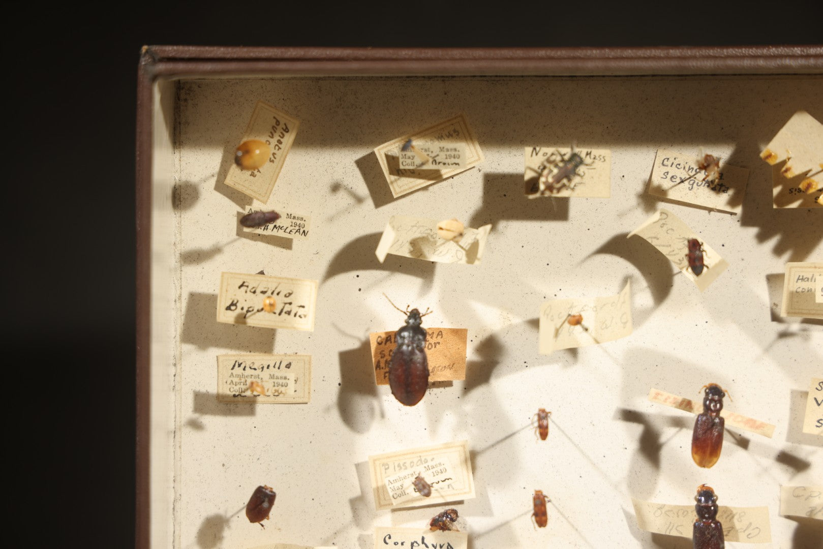 Vintage Entomological Specimen Collection Box of Pinned Coleoptera Beetles with Handwritten Identification Labels