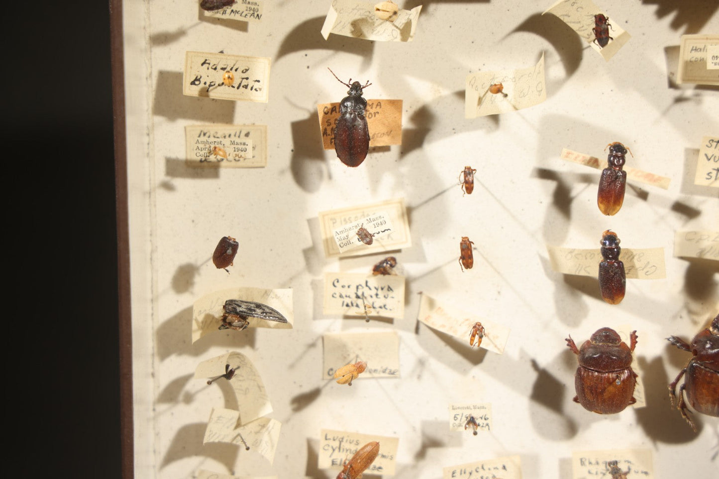 Vintage Entomological Specimen Collection Box of Pinned Coleoptera Beetles with Handwritten Identification Labels