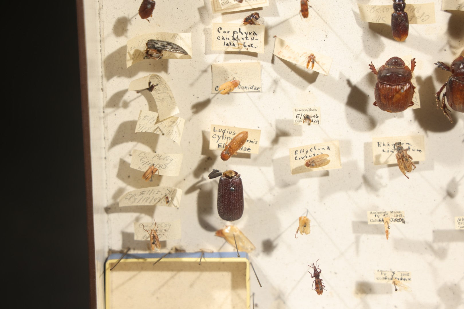 Vintage Entomological Specimen Collection Box of Pinned Coleoptera Beetles with Handwritten Identification Labels