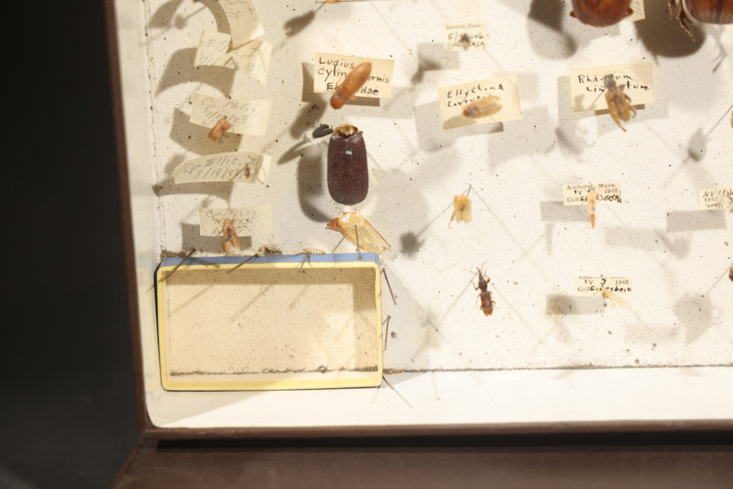 Vintage Entomological Specimen Collection Box of Pinned Coleoptera Beetles with Handwritten Identification Labels