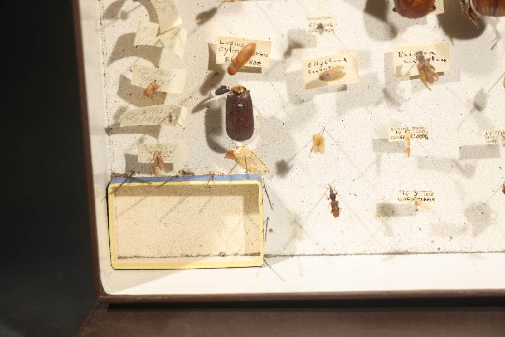 Vintage Entomological Specimen Collection Box of Pinned Coleoptera Beetles with Handwritten Identification Labels