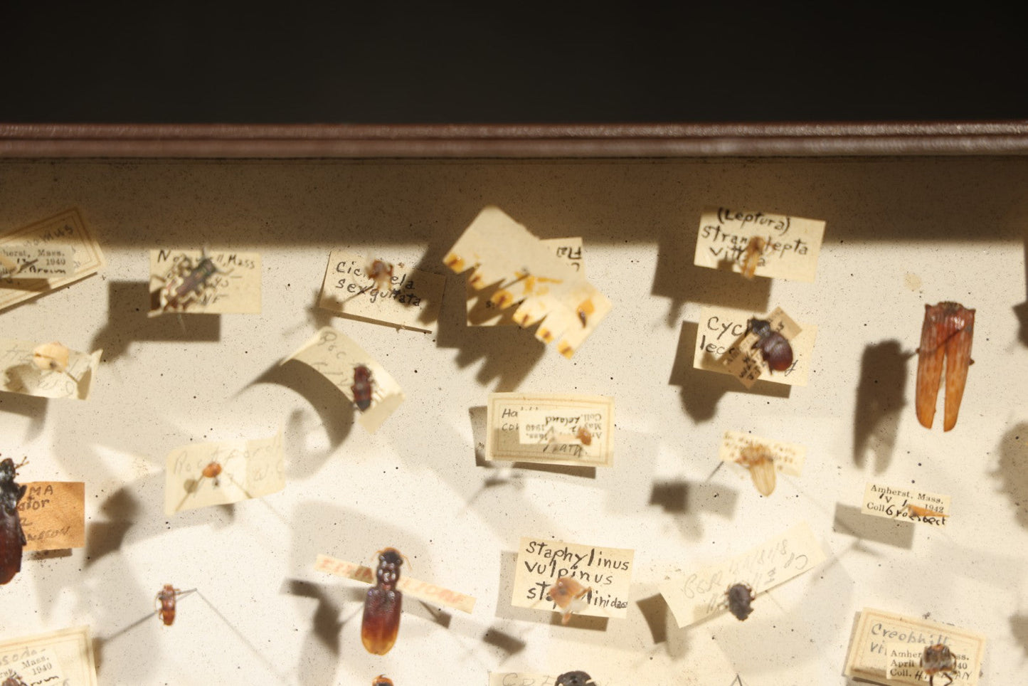 Vintage Entomological Specimen Collection Box of Pinned Coleoptera Beetles with Handwritten Identification Labels