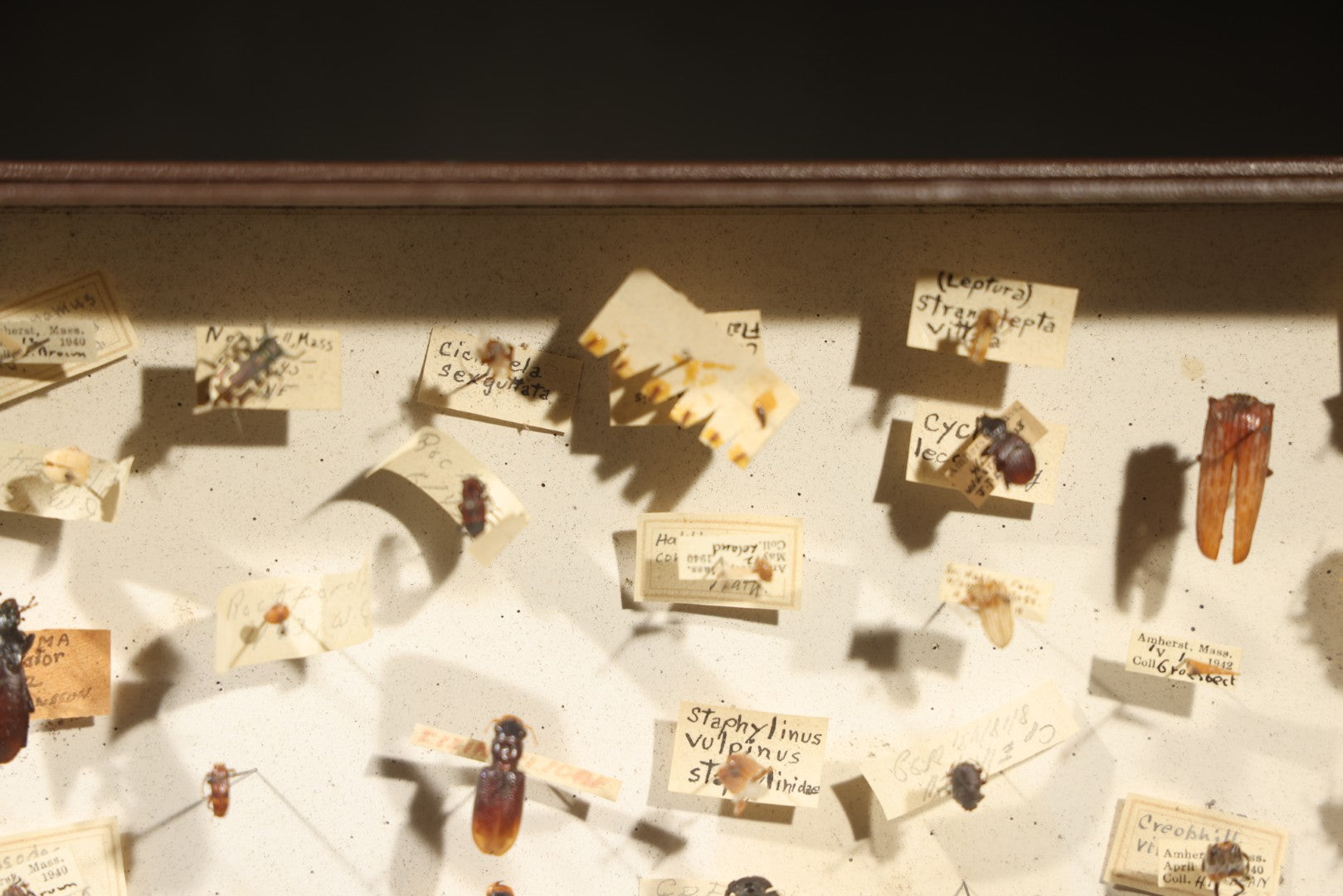 Vintage Entomological Specimen Collection Box of Pinned Coleoptera Beetles with Handwritten Identification Labels