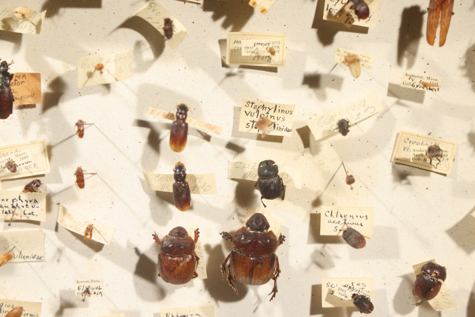 Vintage Entomological Specimen Collection Box of Pinned Coleoptera Beetles with Handwritten Identification Labels