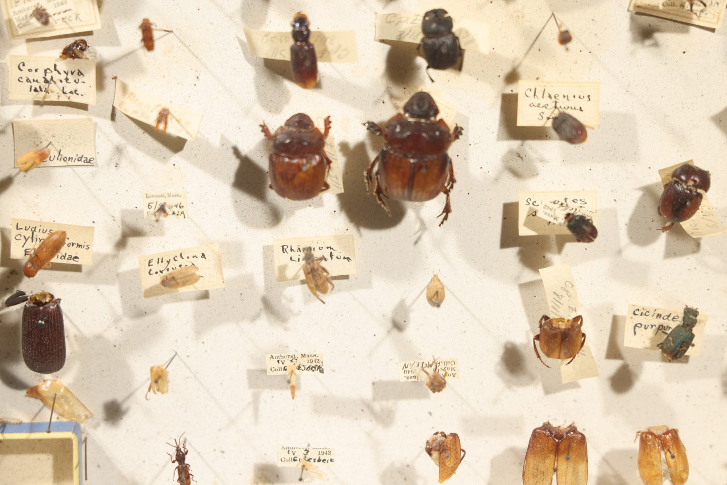 Vintage Entomological Specimen Collection Box of Pinned Coleoptera Beetles with Handwritten Identification Labels