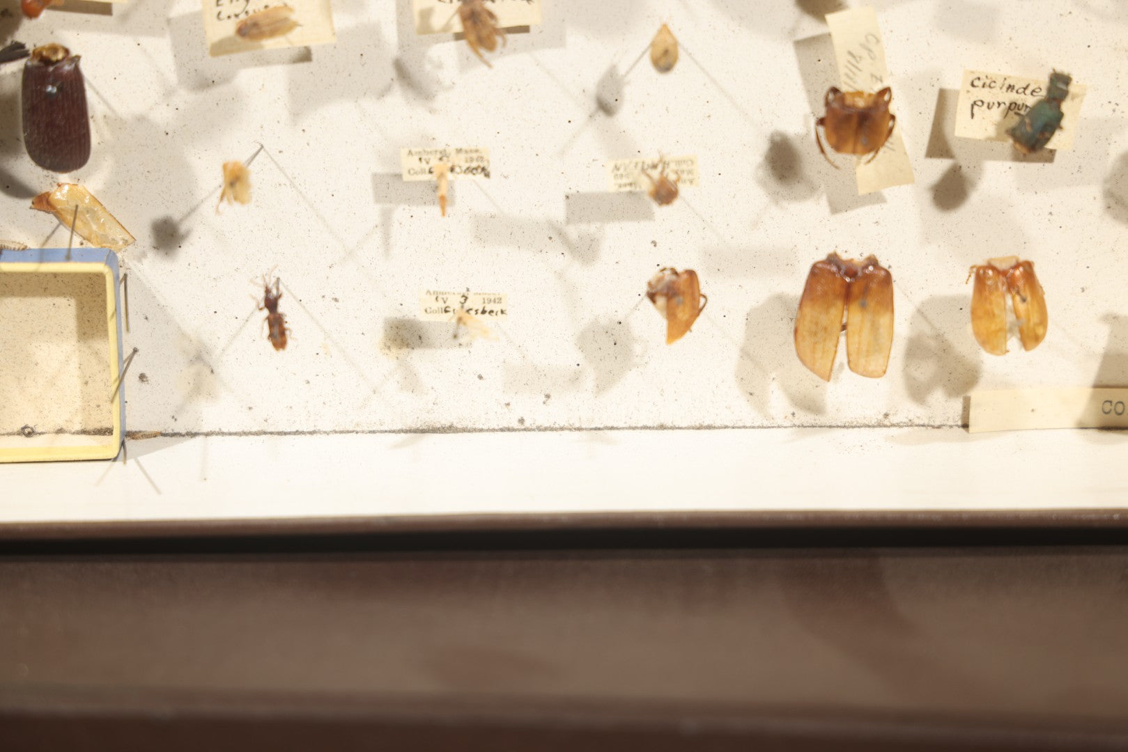 Vintage Entomological Specimen Collection Box of Pinned Coleoptera Beetles with Handwritten Identification Labels