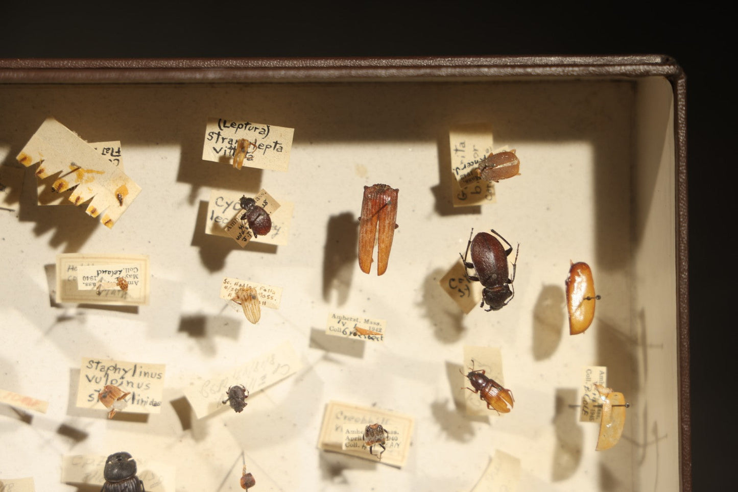 Vintage Entomological Specimen Collection Box of Pinned Coleoptera Beetles with Handwritten Identification Labels