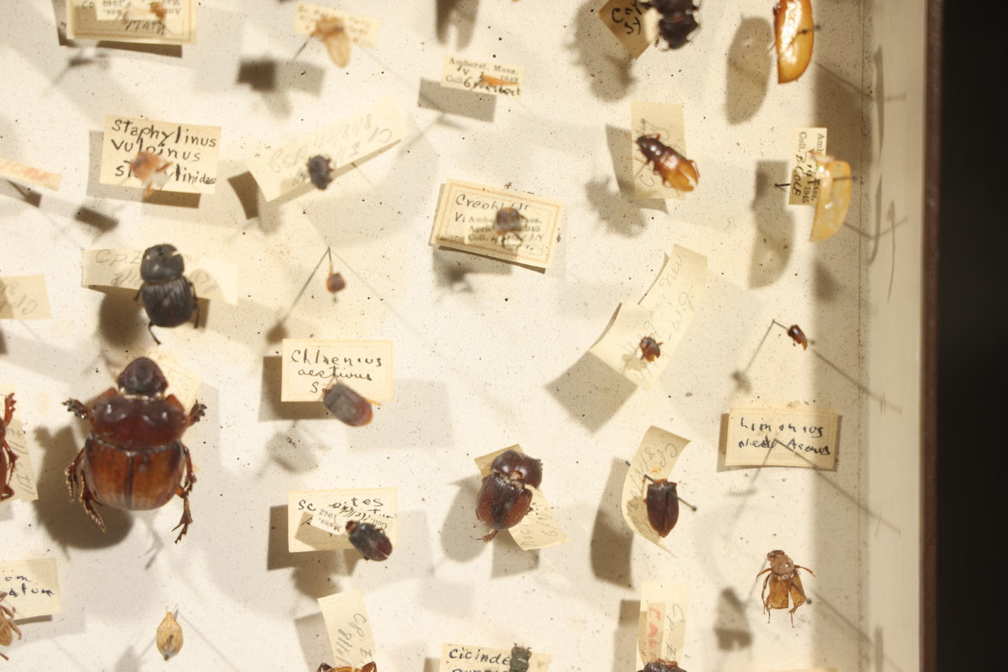 Vintage Entomological Specimen Collection Box of Pinned Coleoptera Beetles with Handwritten Identification Labels