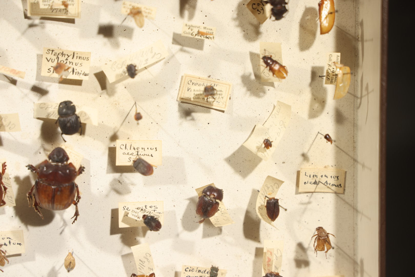 Vintage Entomological Specimen Collection Box of Pinned Coleoptera Beetles with Handwritten Identification Labels