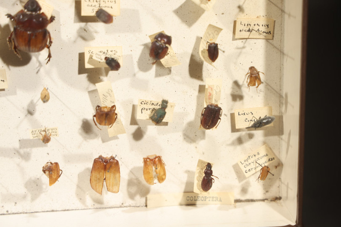 Vintage Entomological Specimen Collection Box of Pinned Coleoptera Beetles with Handwritten Identification Labels