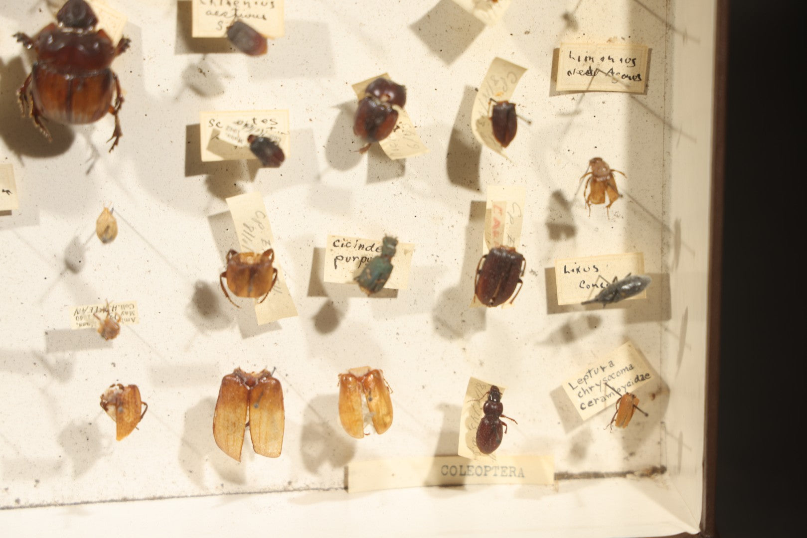 Vintage Entomological Specimen Collection Box of Pinned Coleoptera Beetles with Handwritten Identification Labels