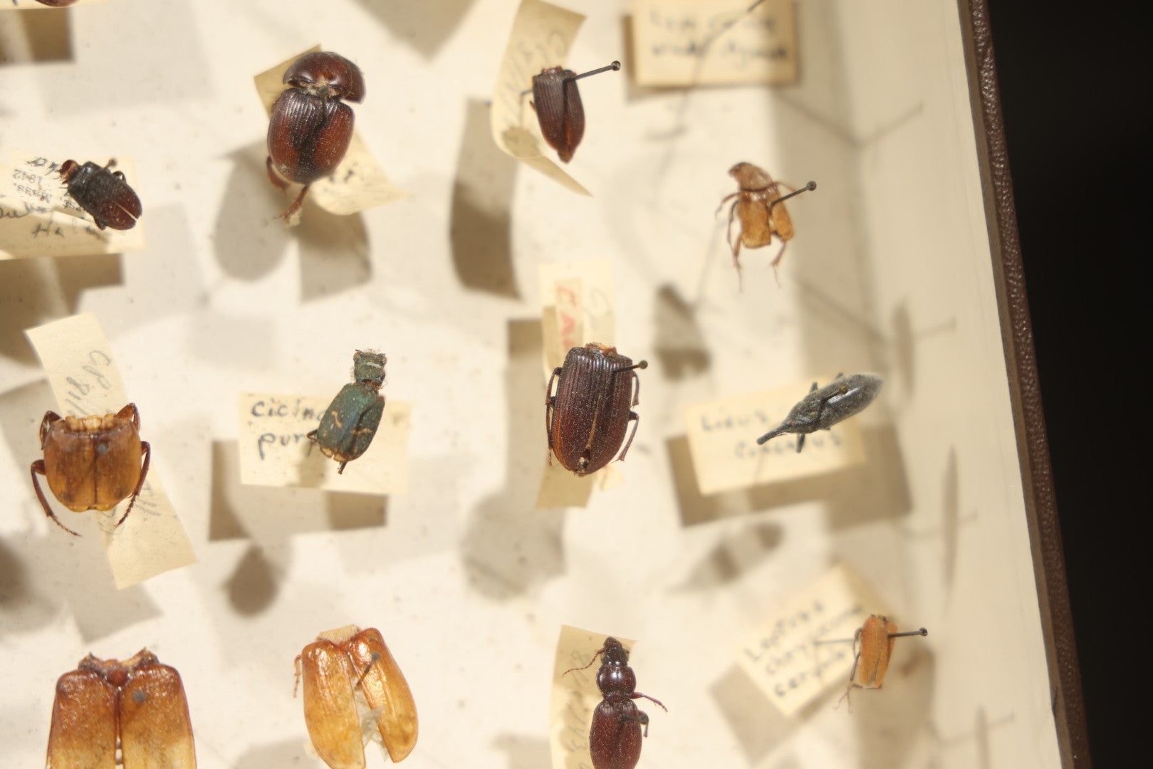 Vintage Entomological Specimen Collection Box of Pinned Coleoptera Beetles with Handwritten Identification Labels