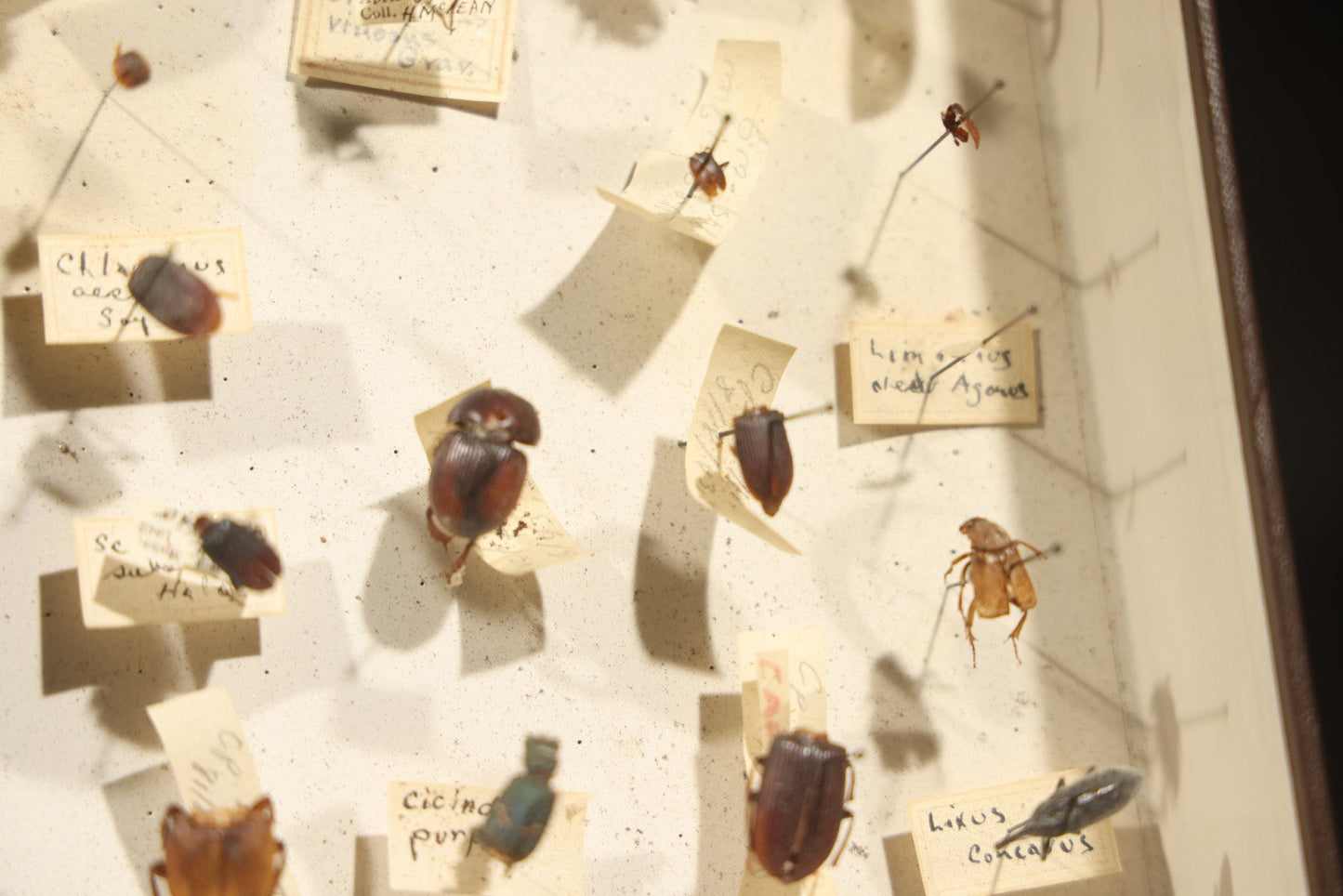 Vintage Entomological Specimen Collection Box of Pinned Coleoptera Beetles with Handwritten Identification Labels