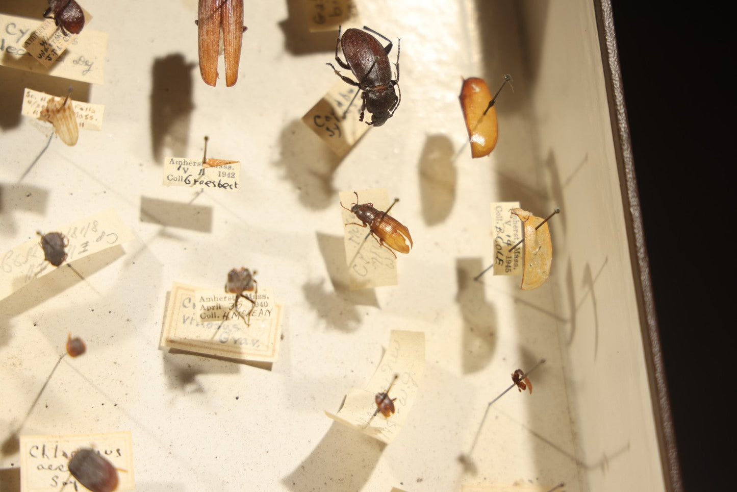 Vintage Entomological Specimen Collection Box of Pinned Coleoptera Beetles with Handwritten Identification Labels