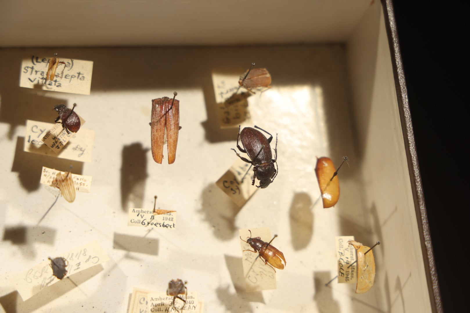 Vintage Entomological Specimen Collection Box of Pinned Coleoptera Beetles with Handwritten Identification Labels