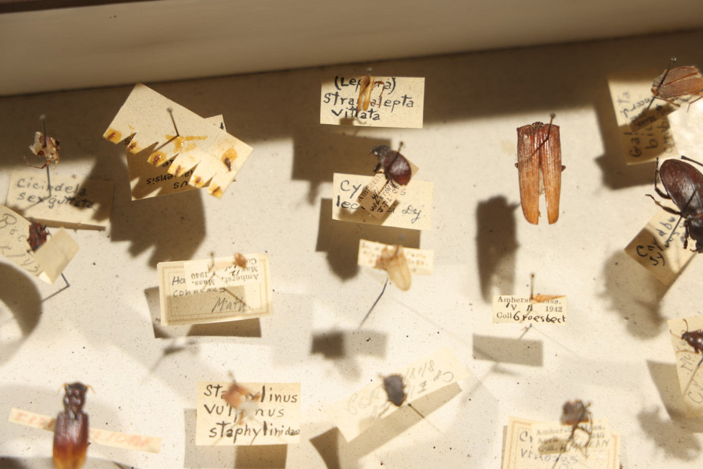 Vintage Entomological Specimen Collection Box of Pinned Coleoptera Beetles with Handwritten Identification Labels