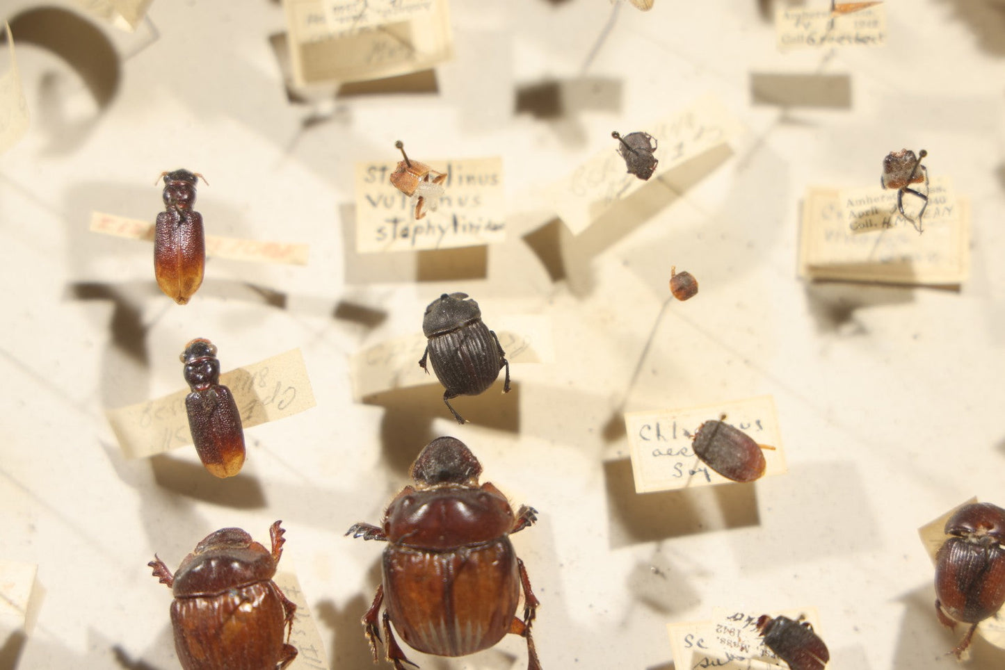 Vintage Entomological Specimen Collection Box of Pinned Coleoptera Beetles with Handwritten Identification Labels