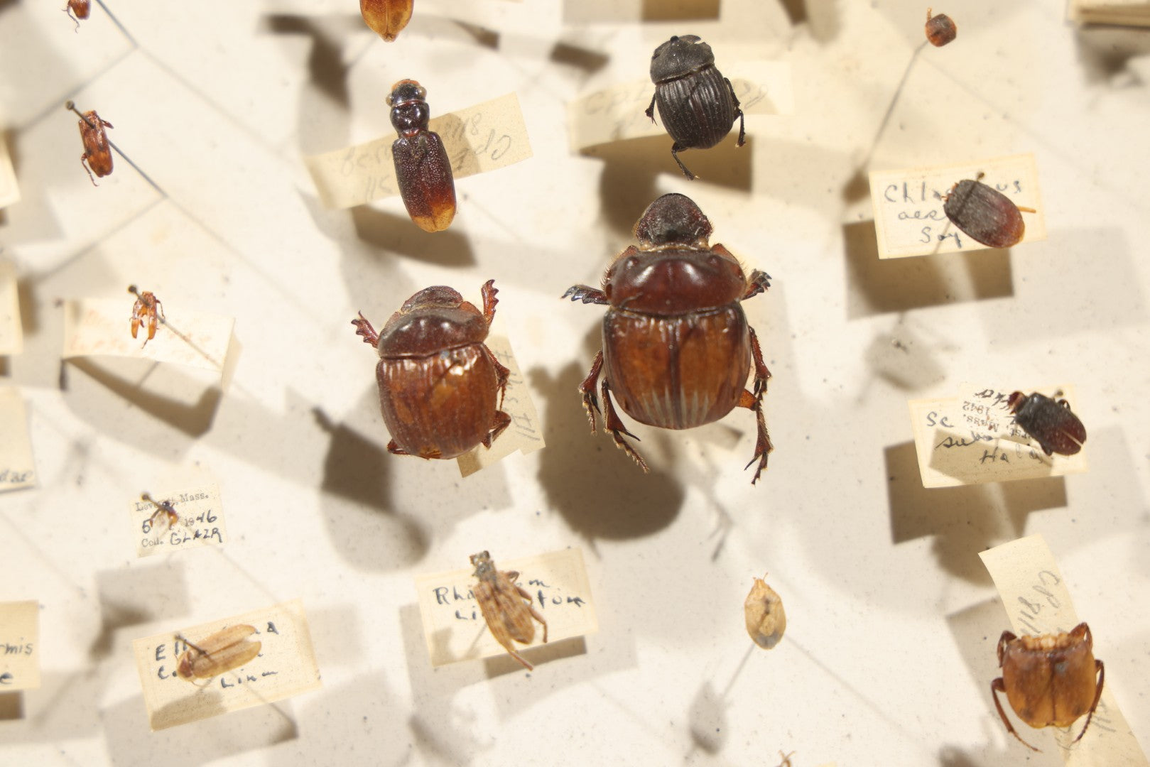 Vintage Entomological Specimen Collection Box of Pinned Coleoptera Beetles with Handwritten Identification Labels