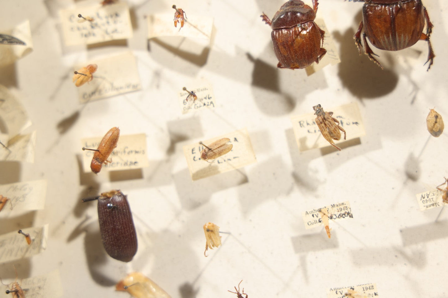 Vintage Entomological Specimen Collection Box of Pinned Coleoptera Beetles with Handwritten Identification Labels
