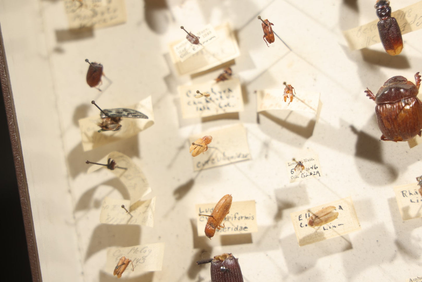 Vintage Entomological Specimen Collection Box of Pinned Coleoptera Beetles with Handwritten Identification Labels