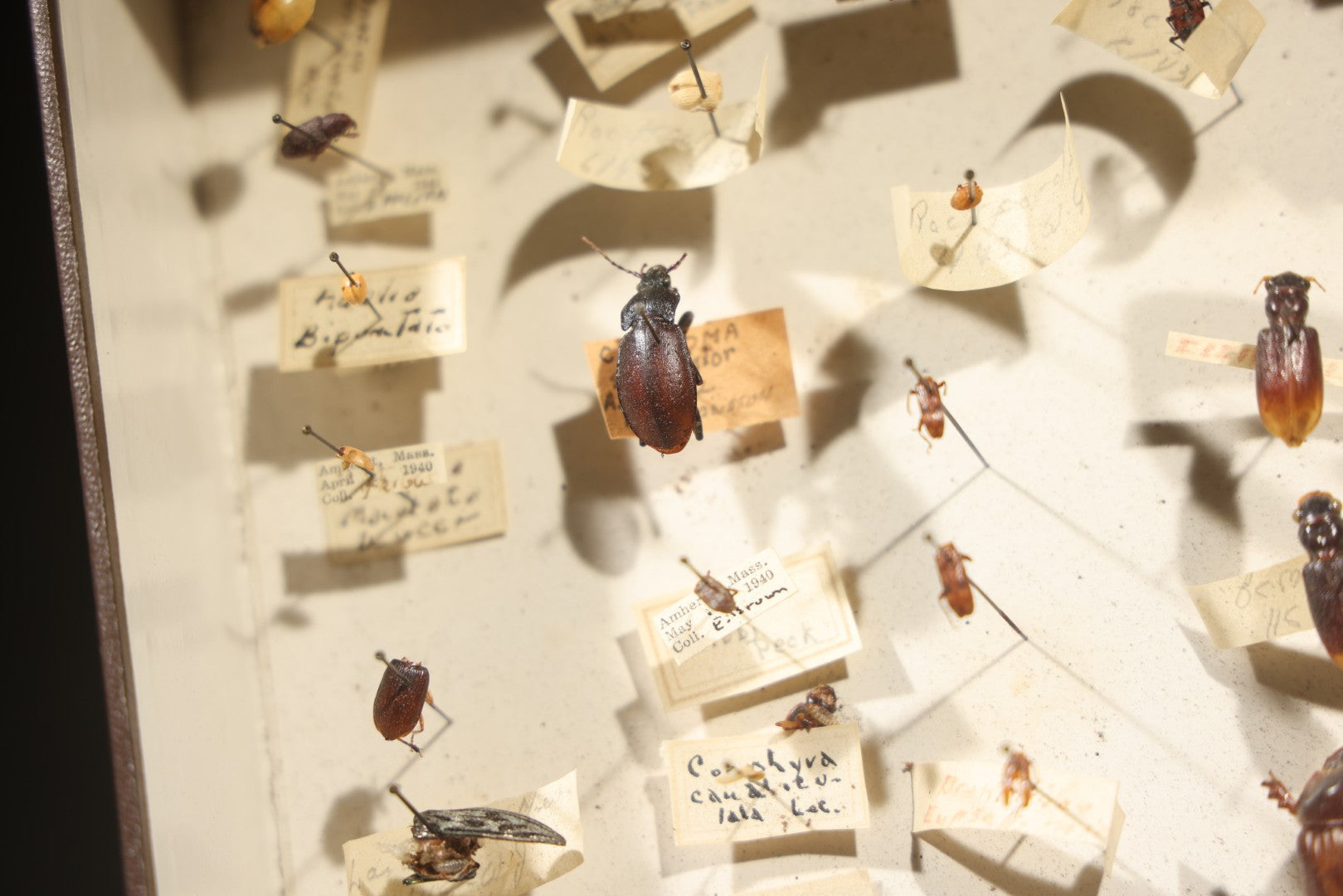 Vintage Entomological Specimen Collection Box of Pinned Coleoptera Beetles with Handwritten Identification Labels