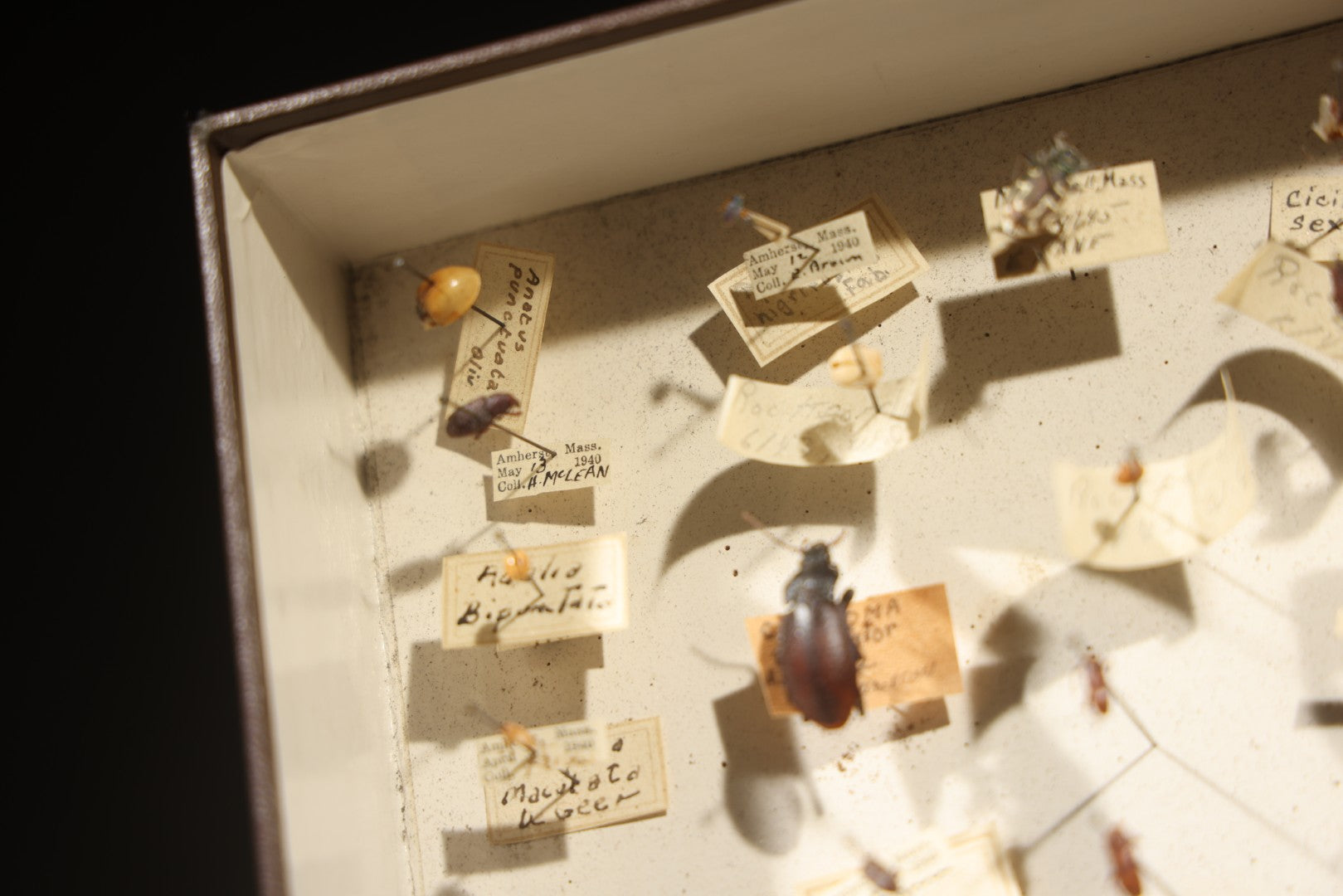 Vintage Entomological Specimen Collection Box of Pinned Coleoptera Beetles with Handwritten Identification Labels