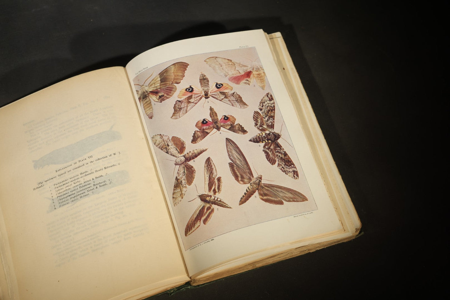 "The Moth Book: A Popular Guide to a Knowledge of the Moths of North America" Antique Entomology Book with 48 Color Plates by W. J. Holland, Published by Doubleday, Page & Company, New York, 1903
