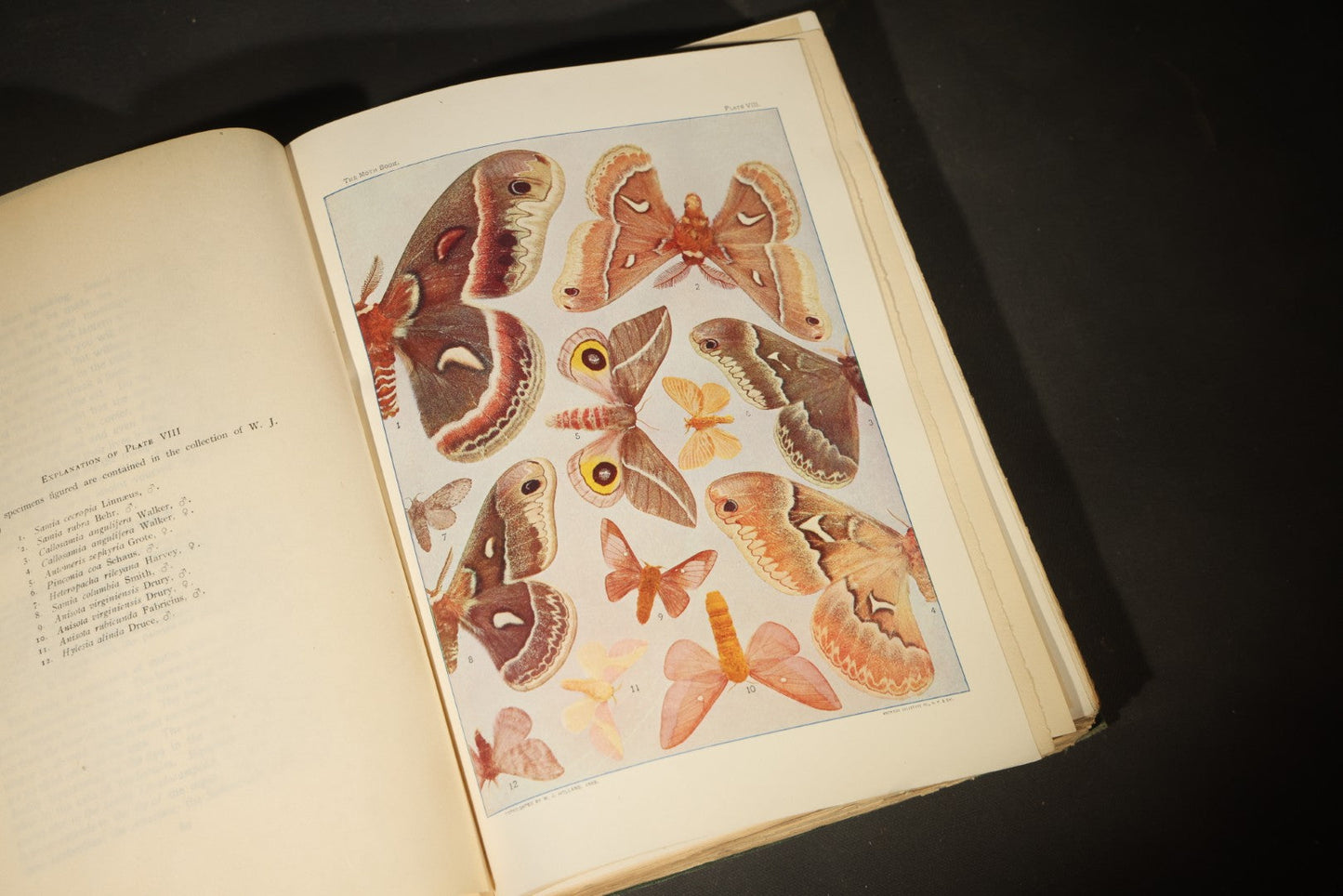 "The Moth Book: A Popular Guide to a Knowledge of the Moths of North America" Antique Entomology Book with 48 Color Plates by W. J. Holland, Published by Doubleday, Page & Company, New York, 1903