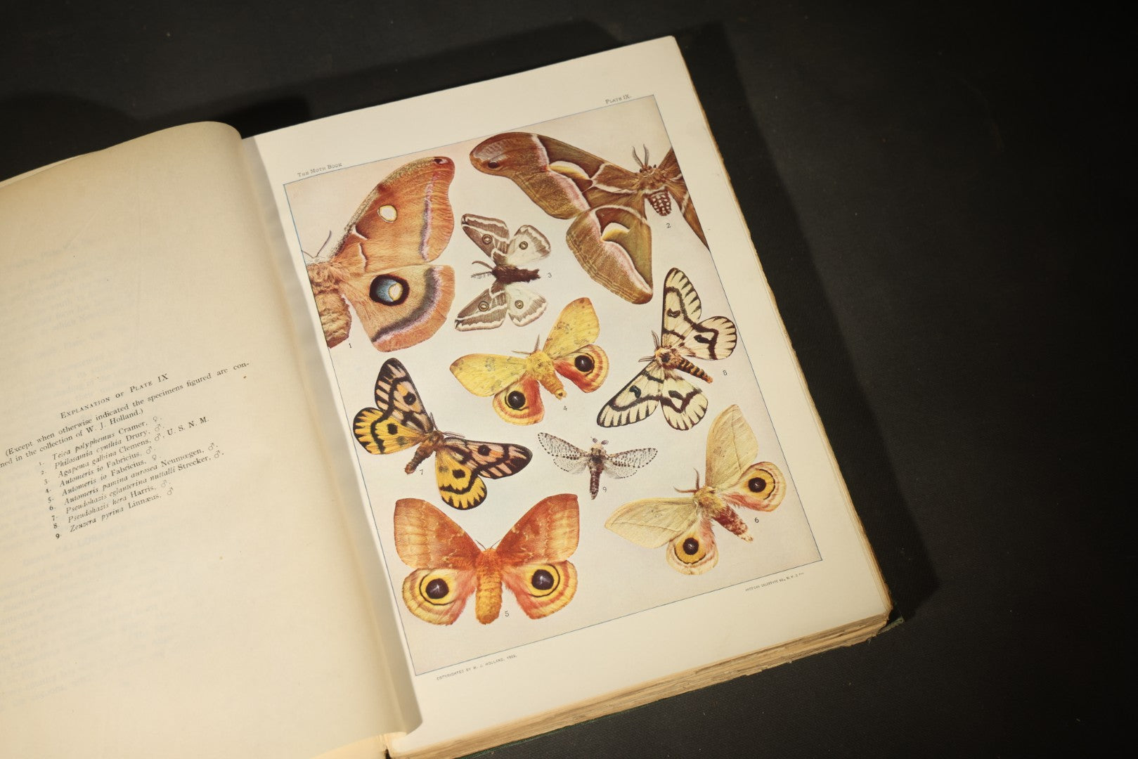 "The Moth Book: A Popular Guide to a Knowledge of the Moths of North America" Antique Entomology Book with 48 Color Plates by W. J. Holland, Published by Doubleday, Page & Company, New York, 1903