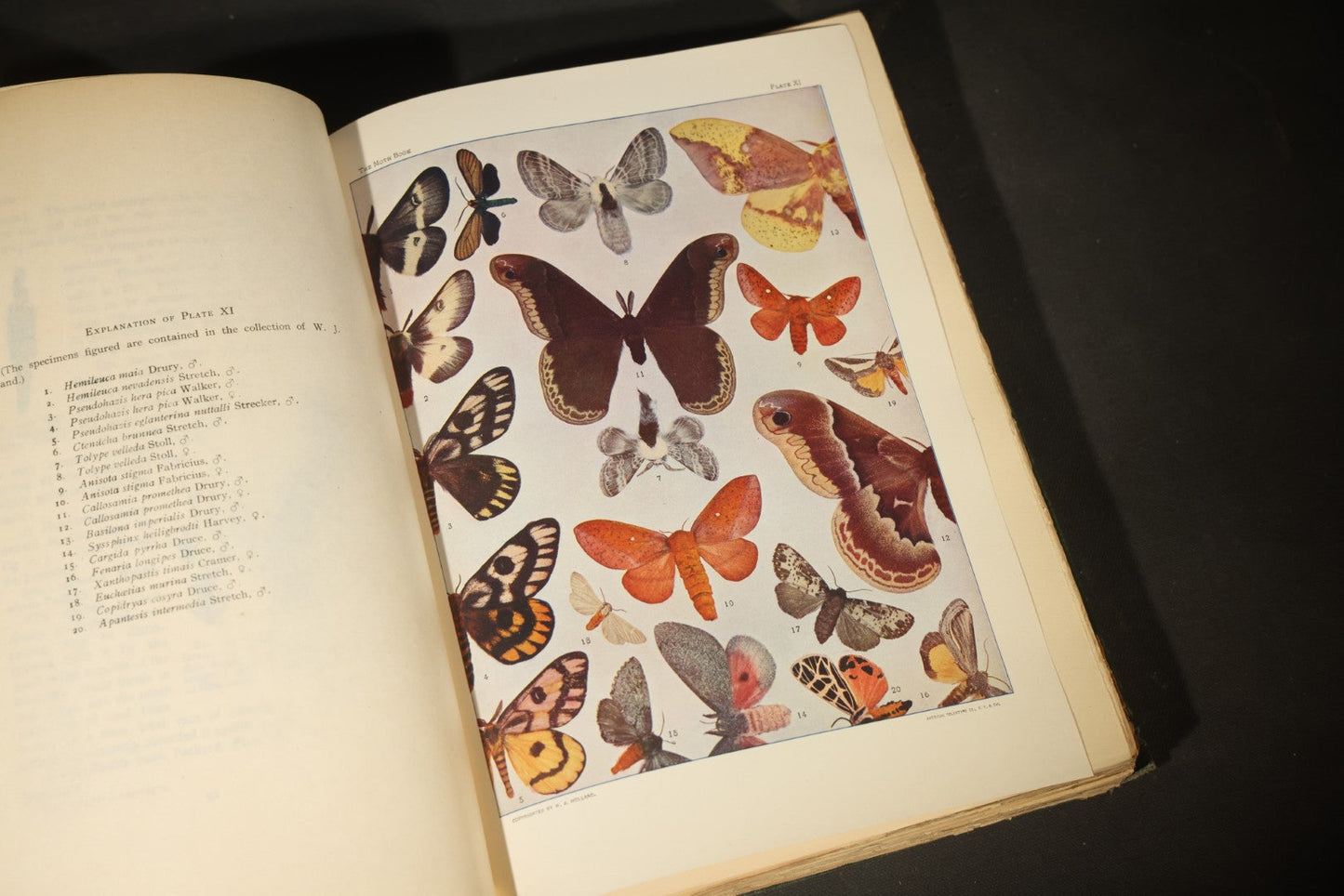 "The Moth Book: A Popular Guide to a Knowledge of the Moths of North America" Antique Entomology Book with 48 Color Plates by W. J. Holland, Published by Doubleday, Page & Company, New York, 1903